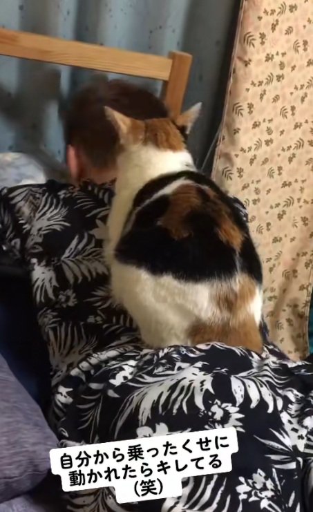 背中の上に乗っている猫と動く男性