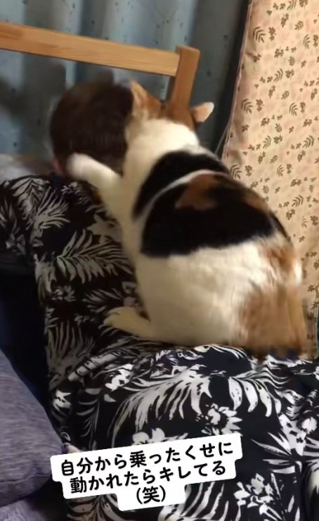 背中の上に乗って猫パンチする猫