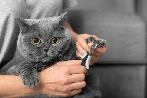 爪切りされる猫