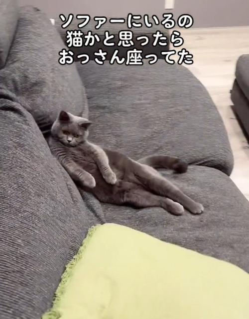 人間みたいなポーズを取る猫