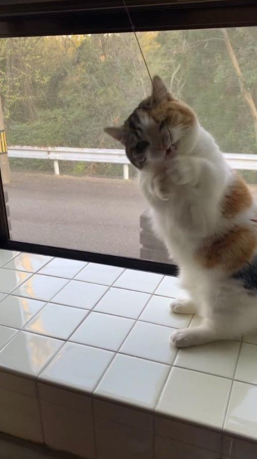 電気の紐を口に咥える猫