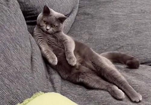 セクシーポーズをする猫