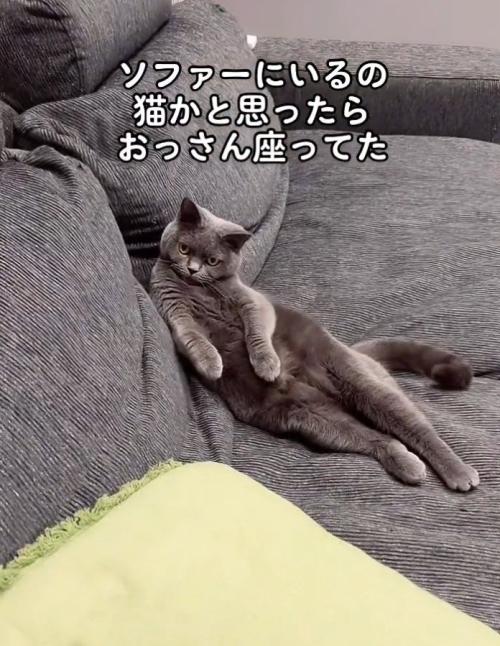 飼い主さんを見つめる猫