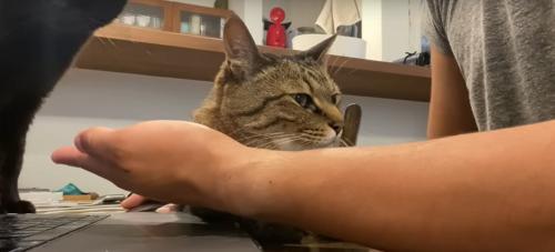 飼い主に甘える猫