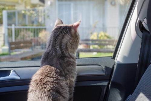 車窓から外を見る猫