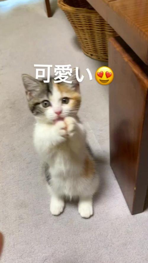 後ろ足で立ち上がって両方の前足をくっつける子猫