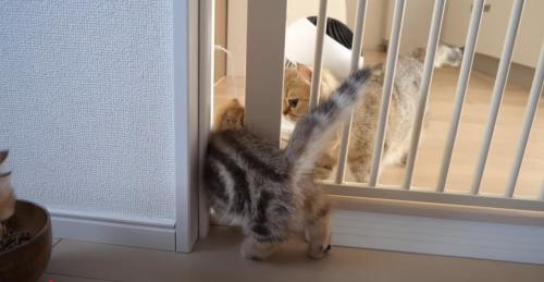 ゲートの隙間からすり抜ける子猫とゲートの向こうに猫