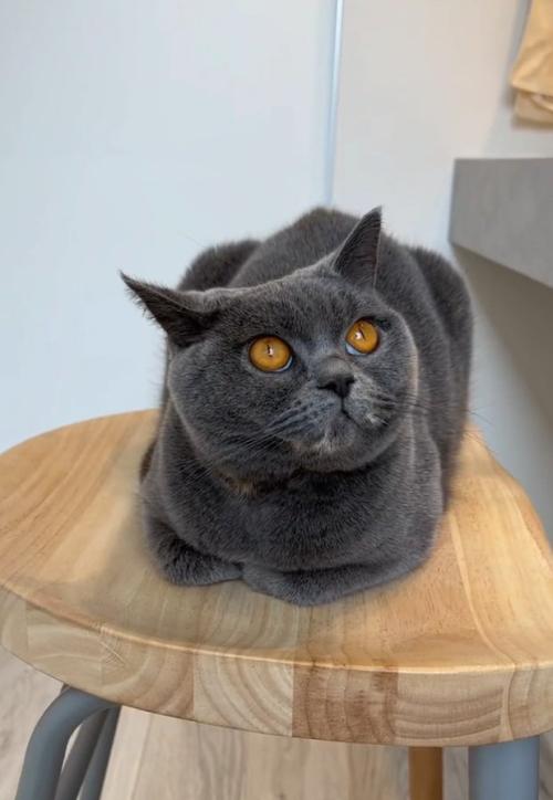 おててないないする猫