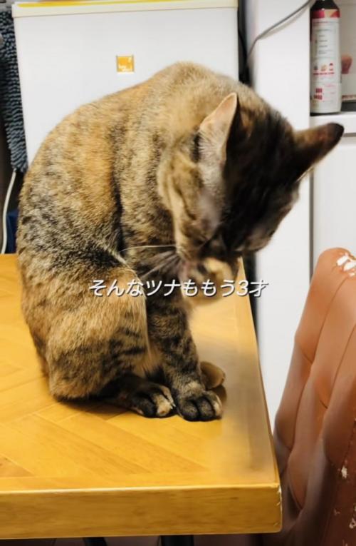 テーブルの上で顔を洗う保護猫