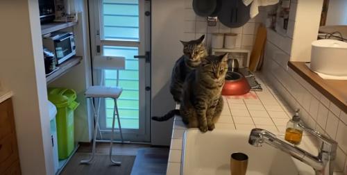 キッチンの上にいる2匹の猫