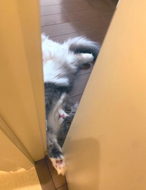 寝転がる猫