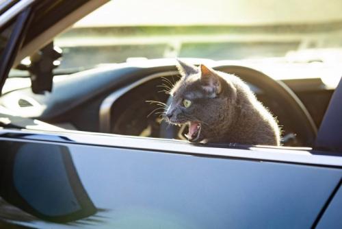 車窓からキレる猫