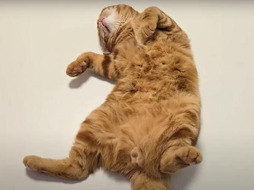 眠る猫