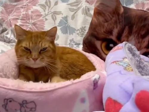 極悪顔の猫