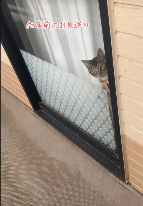 窓から覗く猫