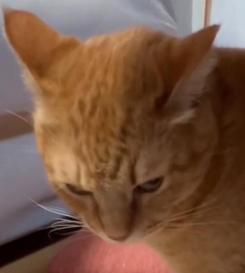 八つ当たりする猫