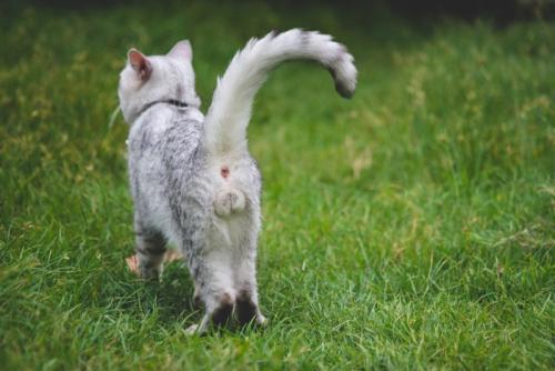 診察を受ける猫