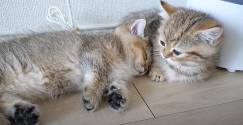 寄り添って寝る子猫2匹