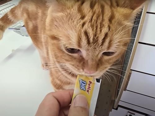 おやつをもらう猫