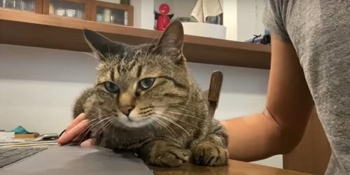 立ち去る猫