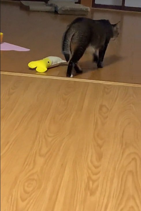 移動する猫