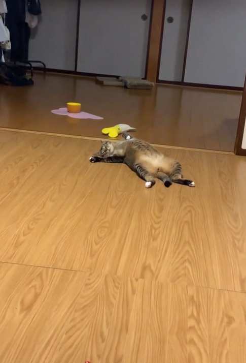 寝ている猫