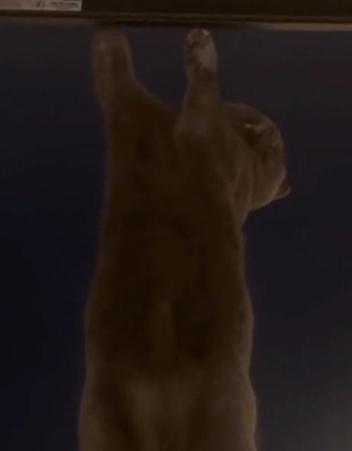 よじ登る猫