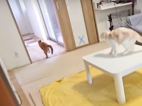 走っていく猫