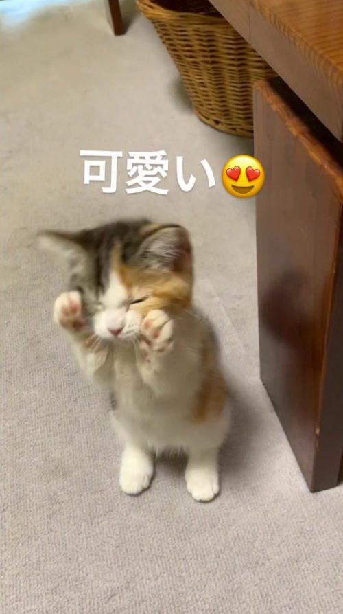 前足で顔を挟んで目を細める子猫