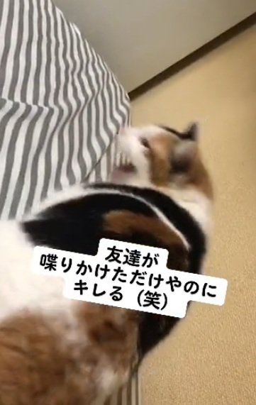 ベッドの上で怒るミケ猫