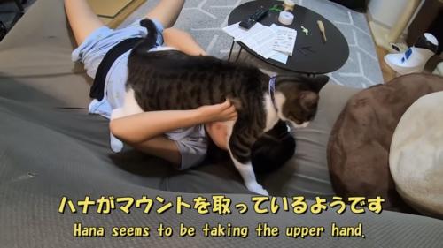 「ハナがマウントを...」のテロップ写真