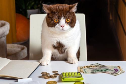 テーブル手を突く猫とお金