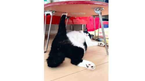 テーブル下の猫