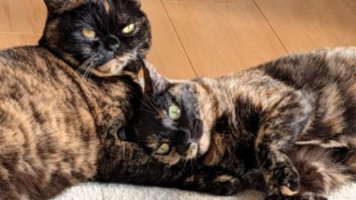 寄り添う猫たち