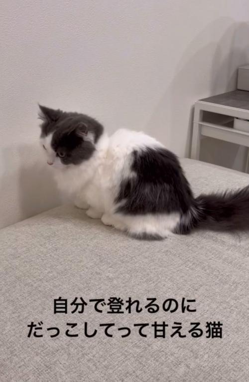 見上げる猫