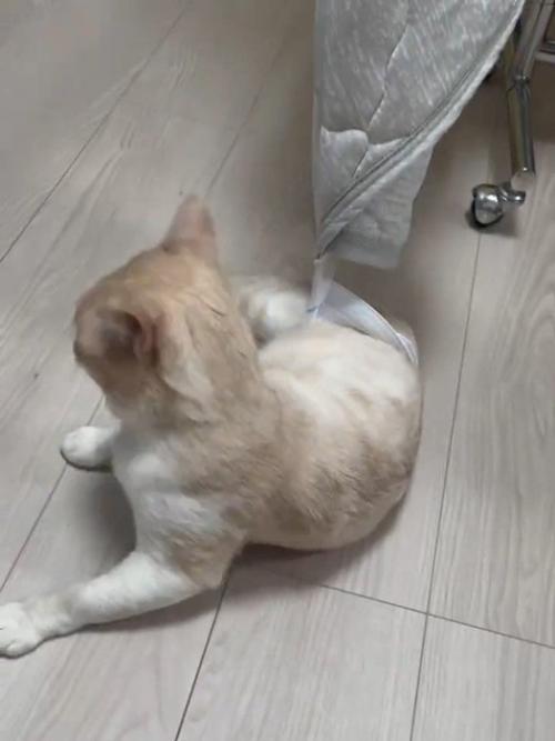 引っかかっている猫