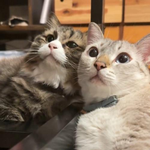 見上げる2匹の猫