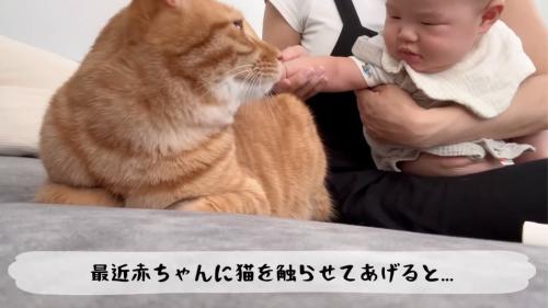赤ちゃんの方を見る猫