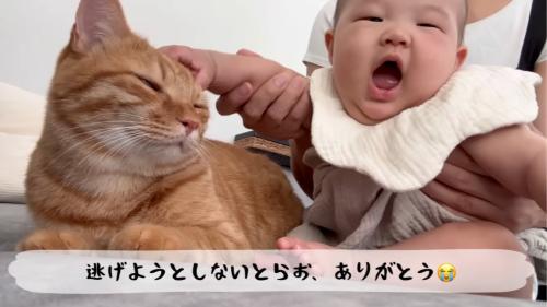 赤ちゃんに撫でられる猫2