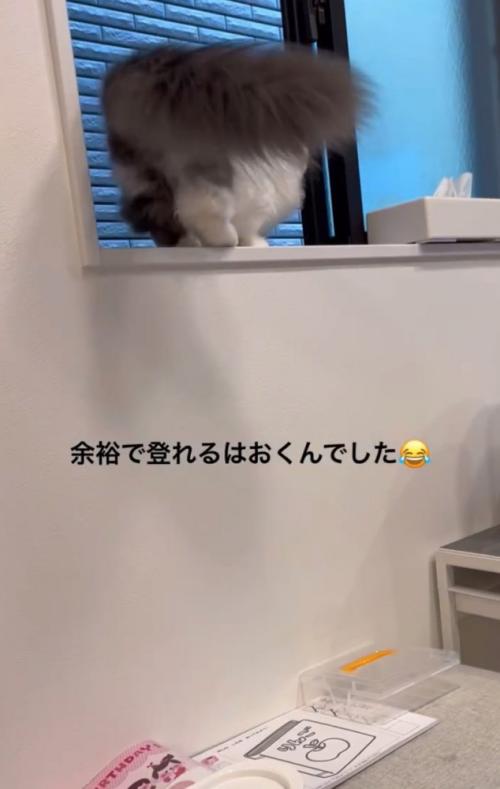 自分で登る猫