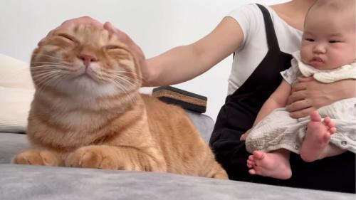 ママさんに撫でられる猫