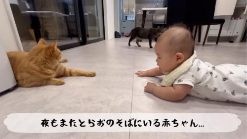 赤ちゃんの前で寝そべる猫