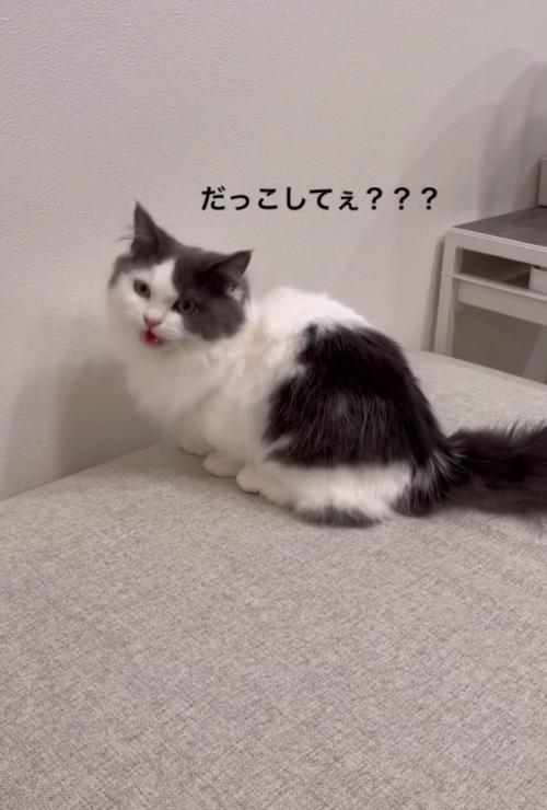 「抱っこして」