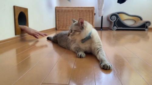 壁の方を見る猫