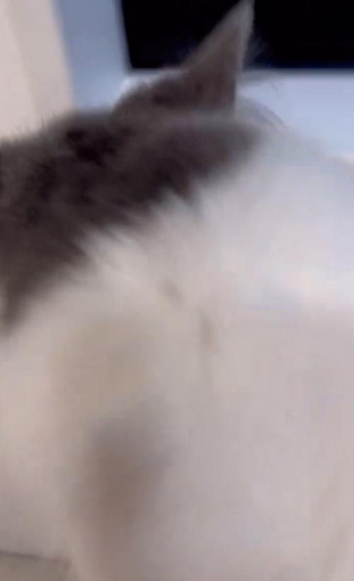 抱っこされる猫