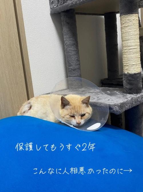カラーをつけた猫