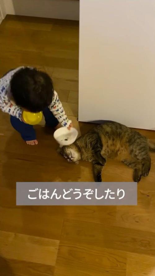 猫に皿を近づける赤ちゃん