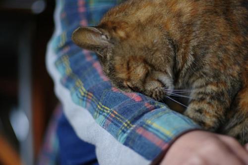 飼い主に甘える猫