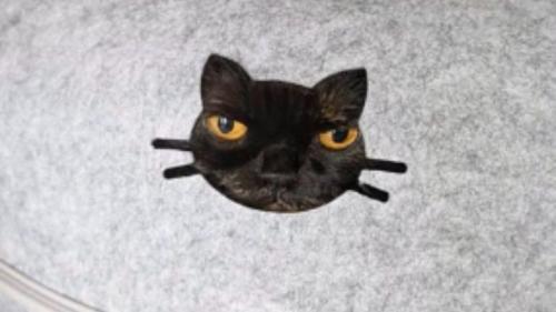 猫ハウスに入っている猫