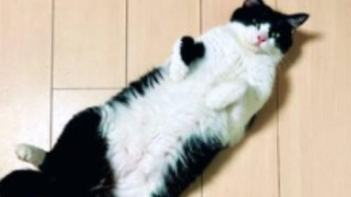 寝転がる猫